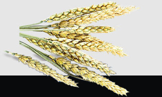 PA视讯(中国)集团官网 - PlayAce