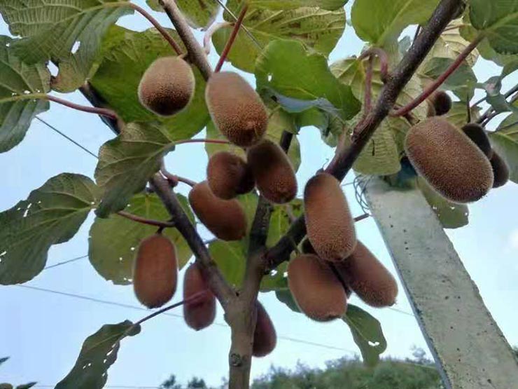 PA视讯(中国)集团官网 - PlayAce