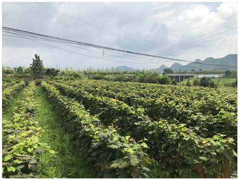 PA视讯(中国)集团官网 - PlayAce