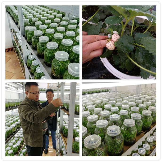 PA视讯(中国)集团官网 - PlayAce